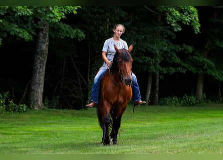 Friesian horses Mix, Mare, 12 years, 15 hh, Bay
