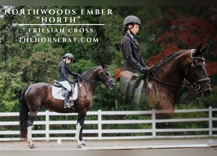 Friesian horses, Mare, 12 years, 15,3 hh, Black