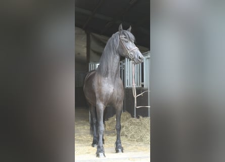 Friesian horses, Mare, 12 years, 16.1 hh, Black