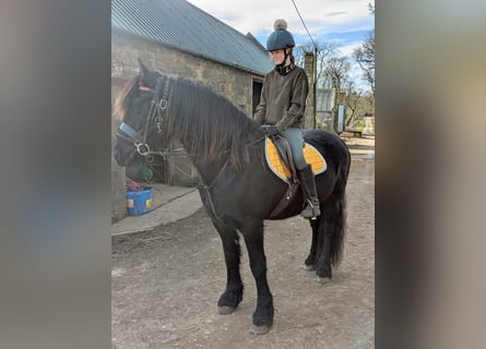 Friesian horses, Mare, 12 years, 5,3 hh, Black