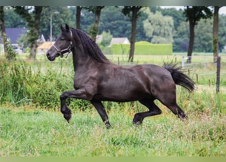 Friesian horses, Mare, 13 years, 16 hh, Black