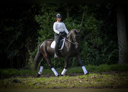 Friesian horses, Mare, 13 years, 16 hh, Black