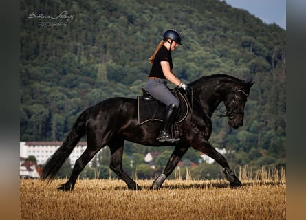 Friesian horses, Mare, 14 years, 15.3 hh, Black