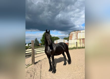 Friesian horses, Mare, 14 years, 15,3 hh, Black