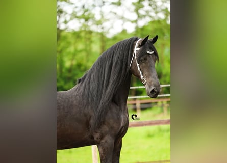 Friesian horses, Mare, 15 years, 16 hh