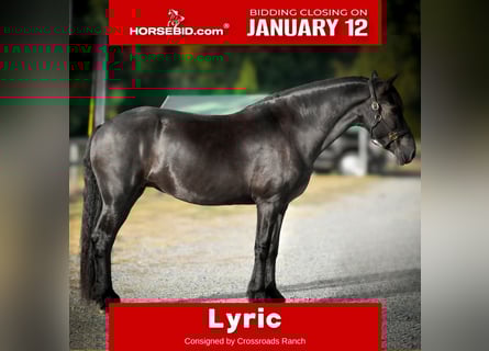 Friesian horses, Mare, 15 years, 16 hh