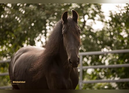 Friesian horses, Mare, 16 years, 15.2 hh, Black