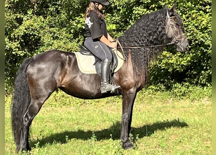 Friesian horses, Mare, 16 years, 16 hh, Black