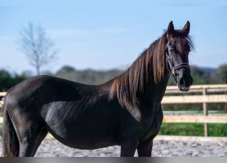 Friesian horses, Mare, 1 year, 14,3 hh, Black