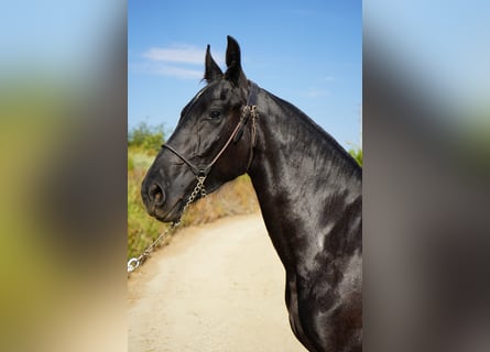 Friesian horses Mix, Mare, 1 year, 15 hh, Grey