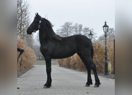 Friesian horses, Mare, 1 year, Black