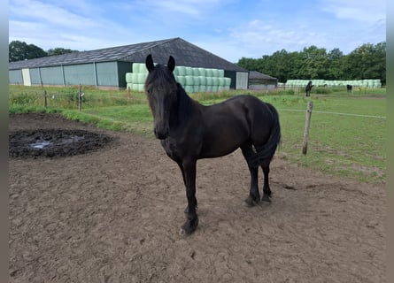 Friesian horses, Mare, 1 year, Black