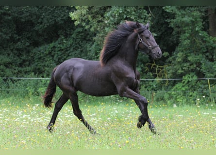 Friesian horses, Mare, 1 year, Black