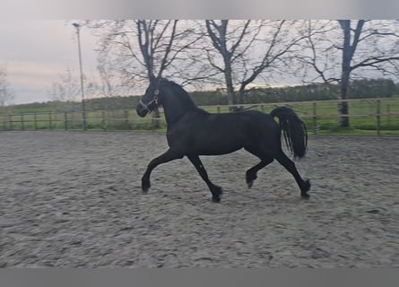 Friesian horses, Mare, 2 years, 16 hh, Black