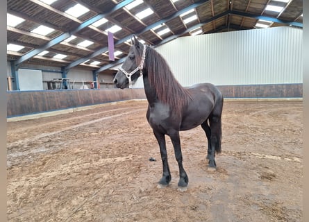 Friesian horses, Mare, 2 years, 16 hh, Black