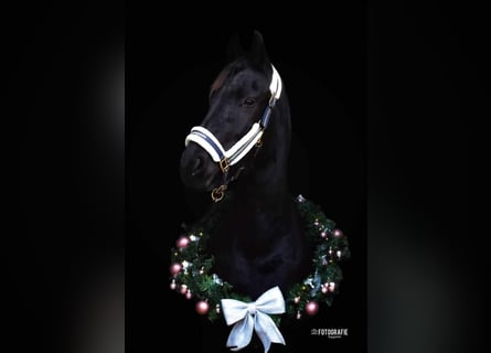 Friesian horses, Mare, 3 years, 15,2 hh, Black