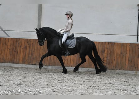 Friesian horses, Mare, 3 years, 15.2 hh, Black