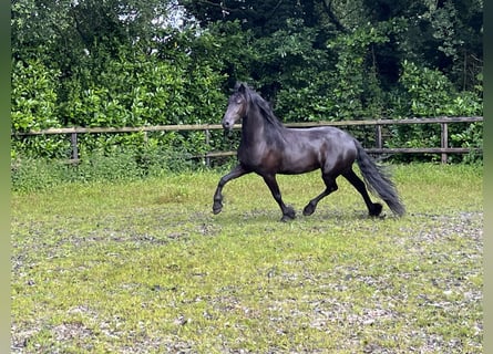 Friesian horses, Mare, 3 years, 15.3 hh, Black
