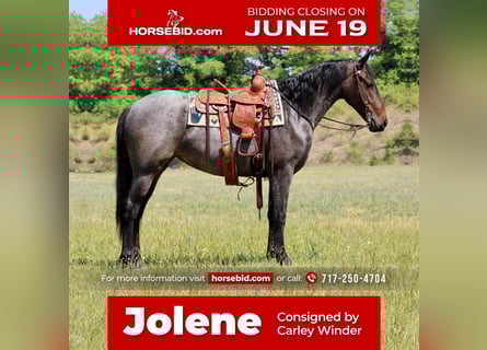 Friesian horses Mix, Mare, 3 years, 15 hh, Roan-Blue