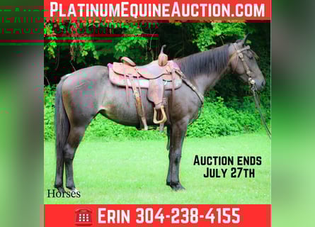 Friesian horses, Mare, 3 years, 15 hh, Roan-Blue