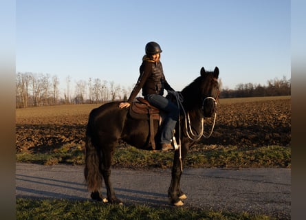 Friesian horses, Mare, 3 years, 15,1 hh, Black