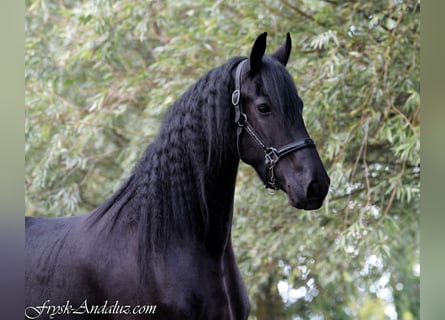 Friesian horses, Mare, 3 years, 16.1 hh, Black