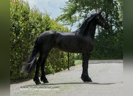 Friesian horses, Mare, 3 years, 16.3 hh, Black Friesian horses, Mare, 3 years, 16.3 hh, Black