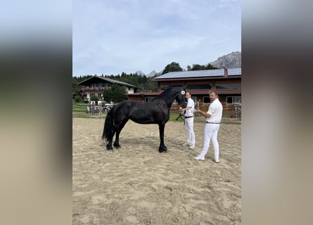Friesian horses, Mare, 3 years, 16 hh, Black