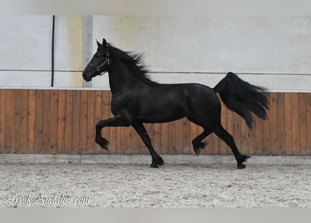 Friesian horses, Mare, 3 years, 16 hh, Black
