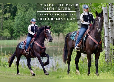Friesian horses Mix, Mare, 3 years, 16 hh, Black