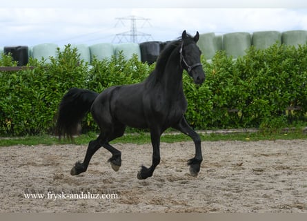 Friesian horses, Mare, 3 years, 16,2 hh, Black