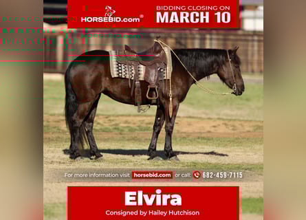 Friesian horses Mix, Mare, 4 years, 14.3 hh, Black