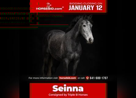 Friesian horses, Mare, 4 years, 15.1 hh, Grey