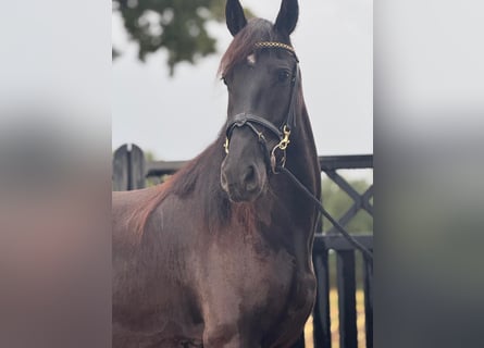 Friesian horses, Mare, 4 years, 15.2 hh, Black