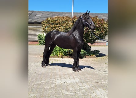 Friesian horses, Mare, 4 years, 15,2 hh, Black