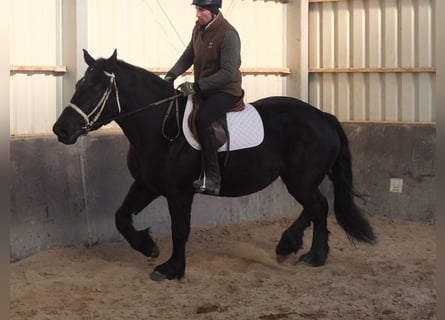 Friesian horses Mix, Mare, 4 years, 15,2 hh, Black