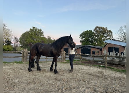 Friesian horses, Mare, 4 years, 15,1 hh, Black