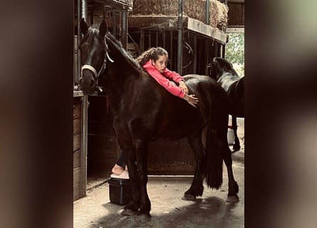 Friesian horses, Mare, 4 years, 15,1 hh, Black