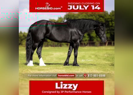 Friesian horses Mix, Mare, 4 years, 15,2 hh, Black