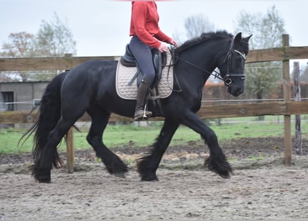 Friesian horses, Mare, 4 years, 15,2 hh, Black