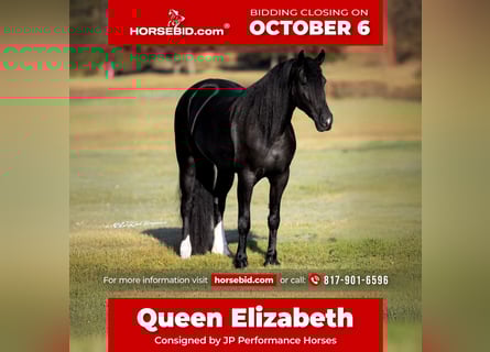 Friesian horses Mix, Mare, 4 years, 15,2 hh, Black