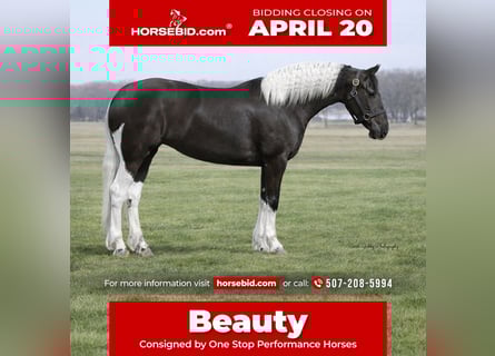 Friesian horses Mix, Mare, 4 years, 15,2 hh, Pinto