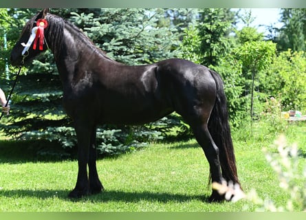 Friesian horses, Mare, 4 years, 16.1 hh, Black