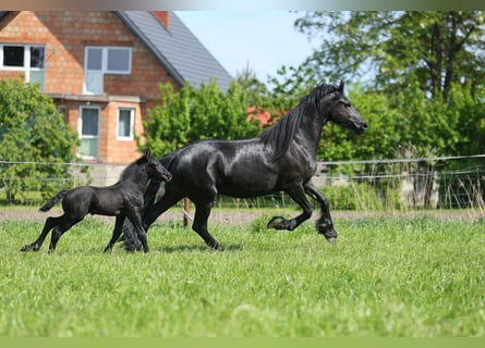 Friesian horses, Mare, 4 years, 16.1 hh, Black
