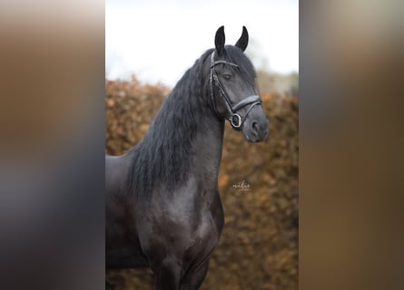 Friesian horses, Mare, 4 years, 16.1 hh, Black
