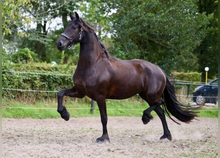 Friesian horses, Mare, 4 years, 16,2 hh, Black