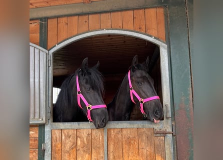 Friesian horses, Mare, 4 years, 16 hh, Black