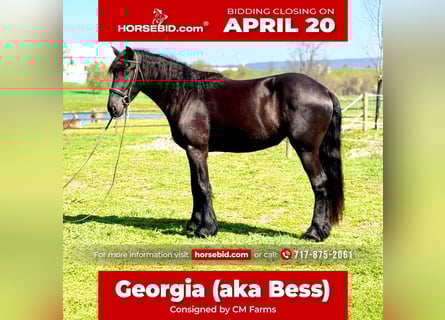 Friesian horses Mix, Mare, 4 years, 16 hh, Black