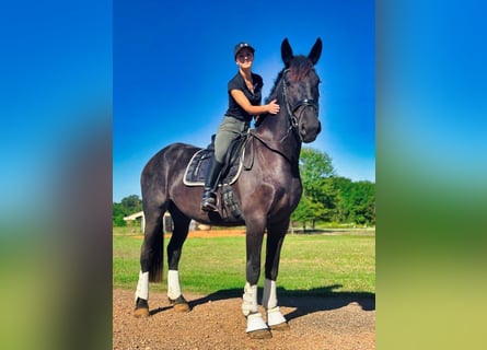 Friesian horses, Mare, 4 years, 16 hh, Black