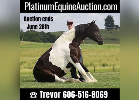 Friesian horses, Mare, 4 years, 16 hh, Tobiano-all-colors